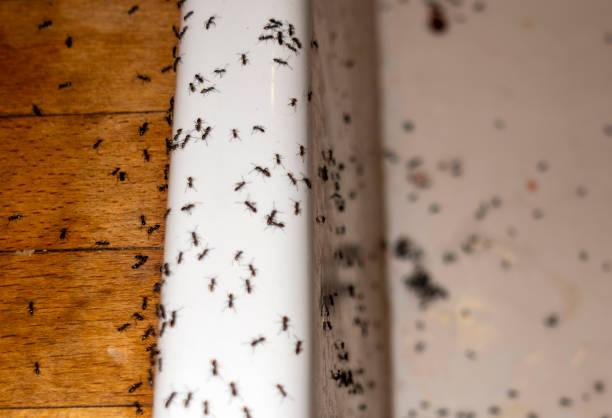 Best Pest Control Near Me  in Sturgeon, MO